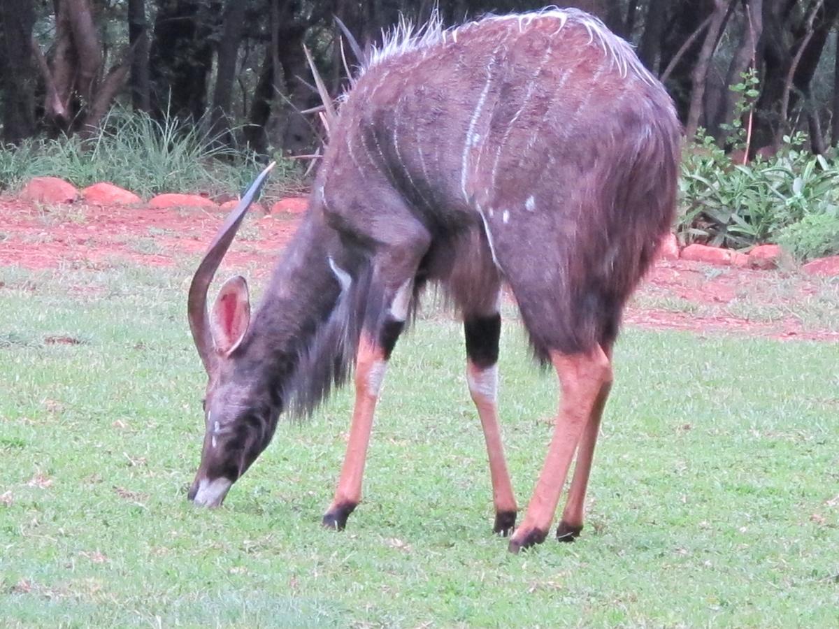 Harties Is Africa Safari Lodge Kosmos ภายนอก รูปภาพ