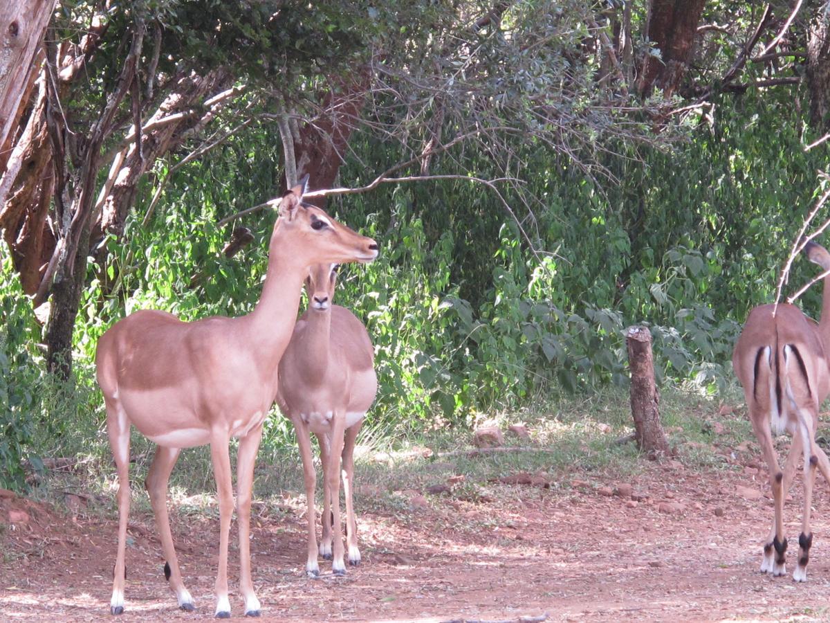 Harties Is Africa Safari Lodge Kosmos ภายนอก รูปภาพ