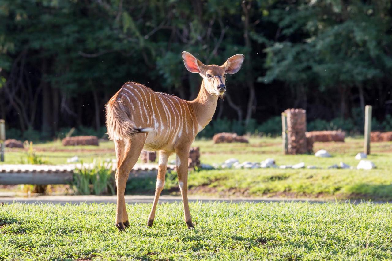 Harties Is Africa Safari Lodge Kosmos ภายนอก รูปภาพ